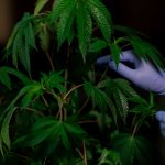 Заказ семян конопли по почте: подробное руководство image_159.jpg