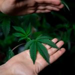 Семена конопли Belladonna regular от Ganja Seeds image_184.jpg