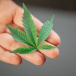 Полезные свойства и применение семян конопли в Омске image_267.jpg