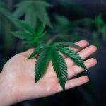 Семя конопли в рационе попугаев image_359.jpg