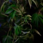 Семена конопли Auto Duck feminised от Dutch Passion Seeds image_360.jpg