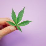 Через какое время всходят семена конопли и как обеспечить их прорастание image_433.jpg