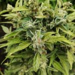 Покупка и выращивание семян марихуаны image_553.jpg