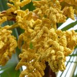 Семена Конопли Green Crack CBD Feminised от Humboldt Seeds images291.jpg