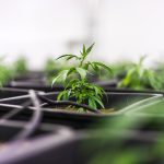 Выбор семян марихуаны для успешного выращивания images330.jpg