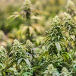 Премиум Семена Конопли: Как Выбрать и Культивировать для Лучшего Урожая images331.jpg