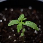 Обработка семян конопли марганцовкой перед посевом images347.jpg