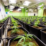 Семена конопли Snow Ryder feminised от Ganja Seeds images361.jpg