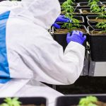 Семена конопли Hippie Therapy CBD feminised Exotic Seed images364.jpg