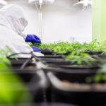 Выращивание семян марихуаны в Москве: особенности и рекомендации images380.jpg