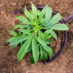 Семена конопли и семена марихуаны различия и сходства images384.jpg