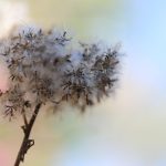 Заказ семян марихуаны: важные моменты и рекомендации images424.jpg