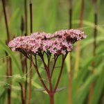 Выращивание конопли от всходов до урожая images430.jpg