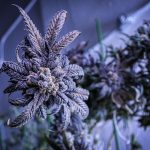 Семена конопли Amnesia Vip feminised от VIP Seeds images458.jpg