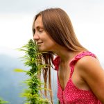 Сорт конопли Auto Maxigom от Ganja Seeds images50.jpg