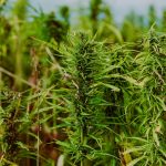 Семена конопли в Китае: история и современное использование images62.jpg