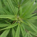 Семена конопли рыболовные эффективный и натуральный способ улучшить результаты рыбалки images82.jpg