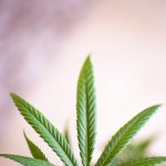 Семена конопли Morning Glory feminised от Barneys Farm images94.jpg