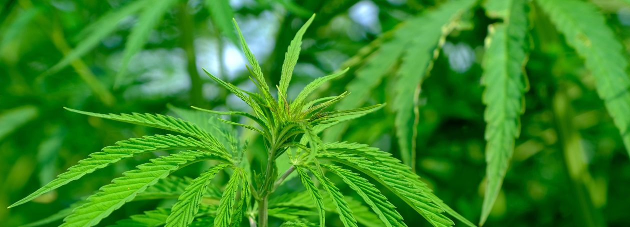 База автоцветущих сортов марихуаны