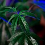 Семена конопли и их применение image_128.jpg