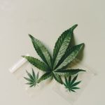 Семена конопли Jack 47 feminised от Sweet Seeds image_142.jpg