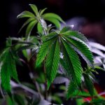 Где купить семя конопли image_144.jpg