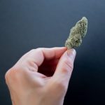 Семена конопли в рационе попугаев польза и потенциальный вред image_161.jpg