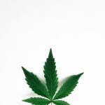 Семена конопли как эффективная прикормка для рыбалки image_17.jpg