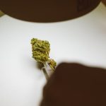 Семена конопли Top 44 feminised Ganja Seeds характеристики и преимущества image_189.jpg