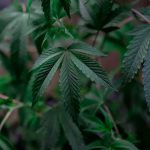 Покупка семян конопли через интернет магазин с доставкой почтой image_203.jpg