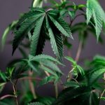 Сортовые семена конопли: преимущества и правильный выбор image_231.jpg