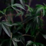 Афганские семена конопли история и современность image_232.jpg