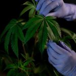 Семена конопли Auto Amnesia Haze feminised от Royal Queen Seeds image_235.jpg