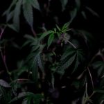 Рыболовные семена конопли - преимущества и использование image_236.jpg