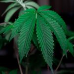 Выращивание Конопли на Улице Полное Руководство image_241.jpg