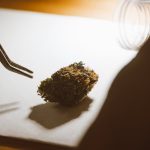 Купить марихуану семена и начать выращивать собственные растения image_248.jpg