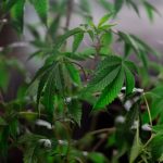 Преимущества и Применение Семян Конопли от Семеныч image_265.jpg