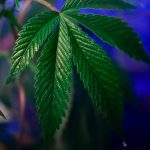 Семена конопли Ripper Mix feminised от Philosopher Seeds image_272.jpg