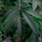 Где купить семена конопли посевной и как их выбрать image_286.jpg