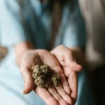 Семена конопли Holy Punch feminised от Green House Seeds image_297.jpg