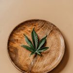 Семена конопли Auto Cream Mandarine XL feminised от Sweet Seeds image_307.jpg