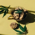 Семена конопли полезные свойства и потенциальные риски image_33.jpg