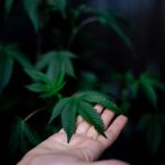 Семена конопли Sweet Skunk F1 Fast Version feminised от Sweet Seeds image_361.jpg