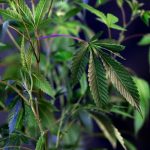 Покупка семян конопли и канабиса: основные аспекты и советы image_427.jpg