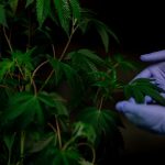 Выращивание семян конопли в открытом грунте image_429.jpg