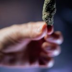 Стадии роста и развития конопли image_431.jpg