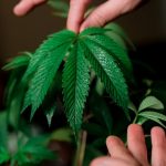 Семена конопли Power Kush feminised от Dinafem Seeds image_438.jpg