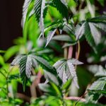 Использование семян конопли на рыбалке image_44.jpg