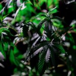 Покупка семян марихуаны в Польше image_455.jpg