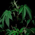 Семена конопли Sevilla Cheese feminised от Ganja Seeds image_456.jpg